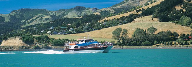 Black Cat Cruises